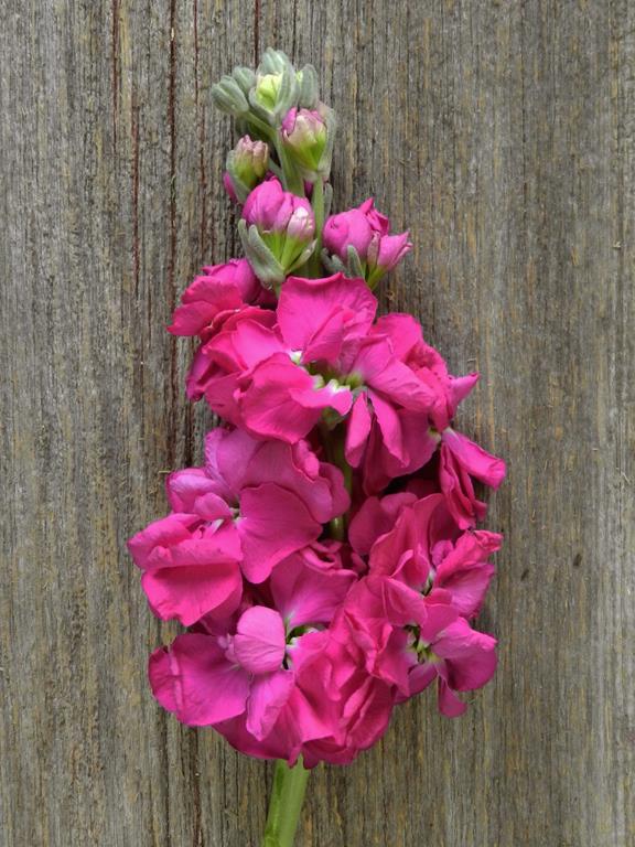 HOT PINK STOCK